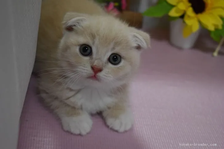 ちー 様のお迎えした子猫