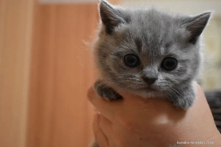 ID：2001-00348の子猫