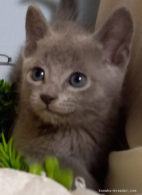 ID:2105-02027の子猫
