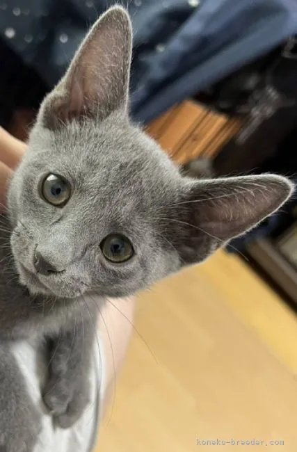 あいか 様のお迎えした子猫