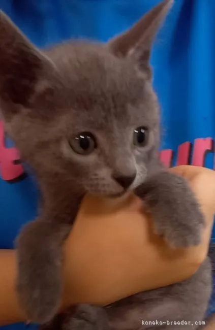 ID:2105-02306の子猫