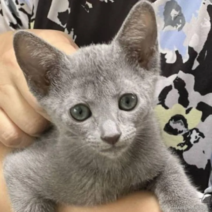 ID：2207-00221の子猫