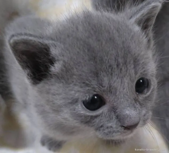 ID:2205-00849の子猫