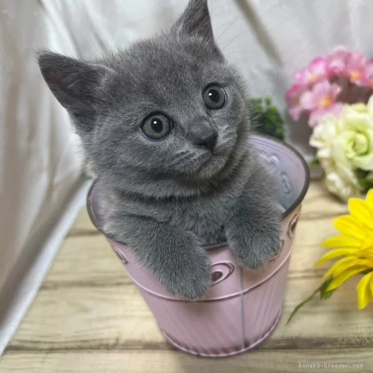 ID：2405-01103の子猫