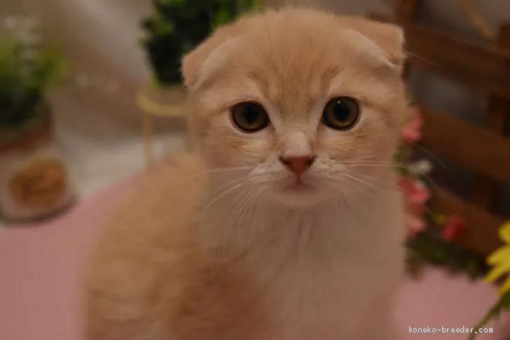 ID：2005-00926の子猫