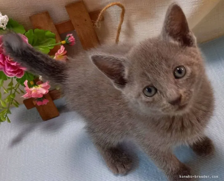 ID：2105-00594の子猫