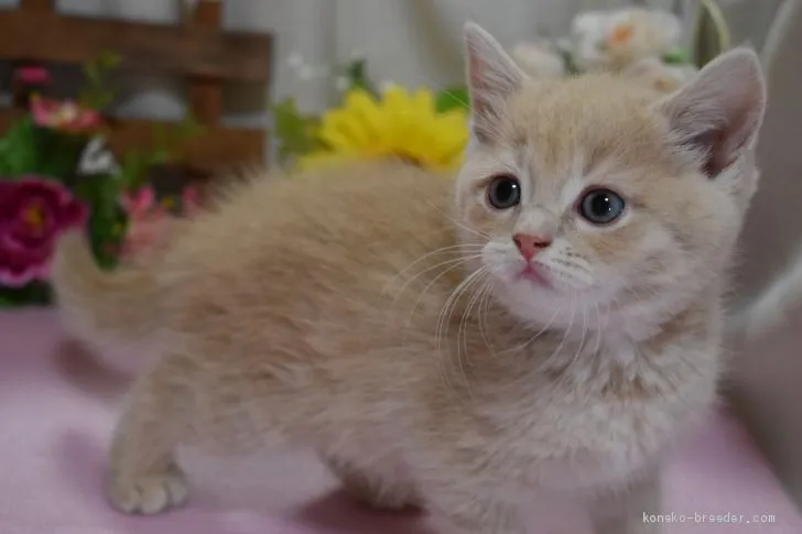 イサカ 様のお迎えした子猫