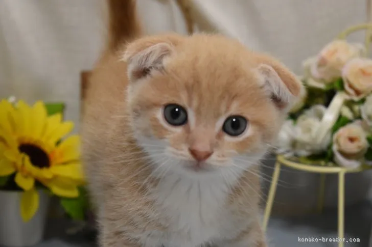 きり 様のお迎えした子猫