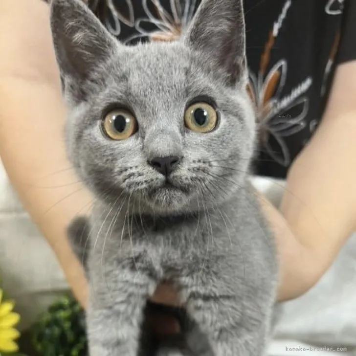 C.O 様のお迎えした子猫