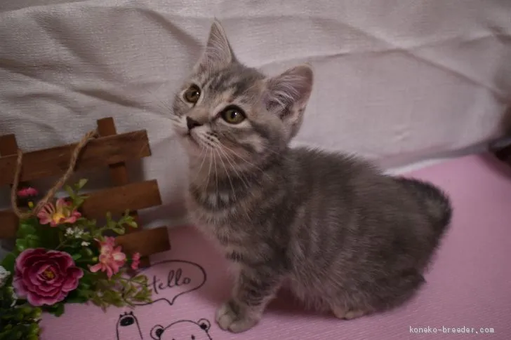 ID：2102-01204の子猫