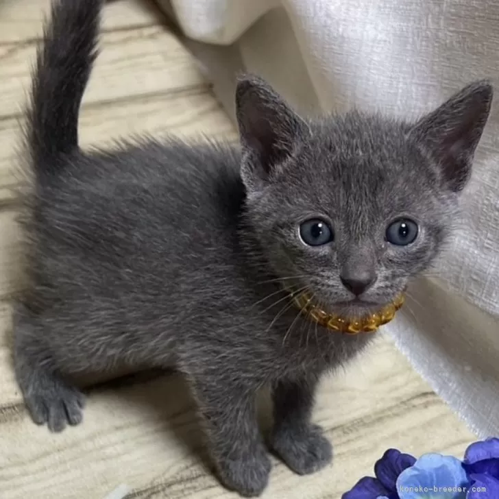 ID:2406-03311の子猫