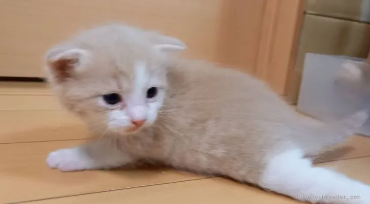 ID:2105-01574の子猫