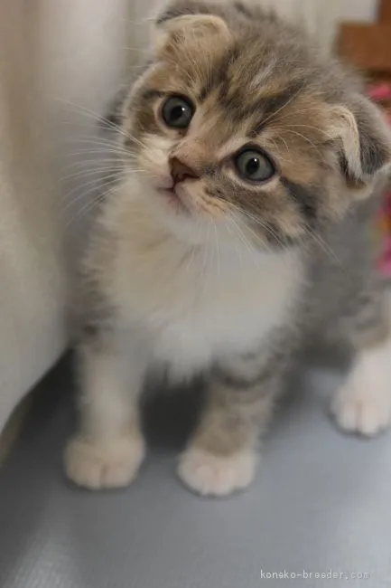 ID:1907-00575の子猫