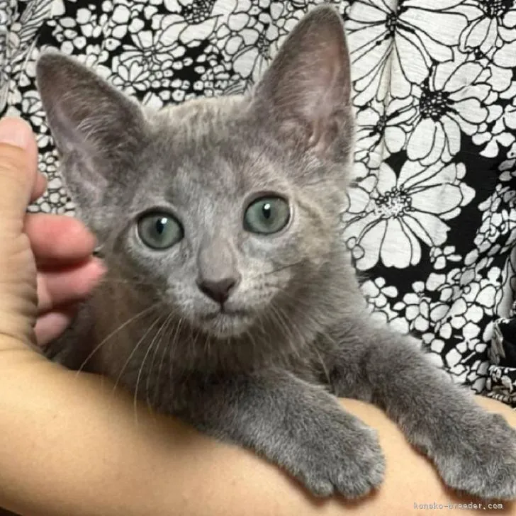 ID：2207-02158の子猫