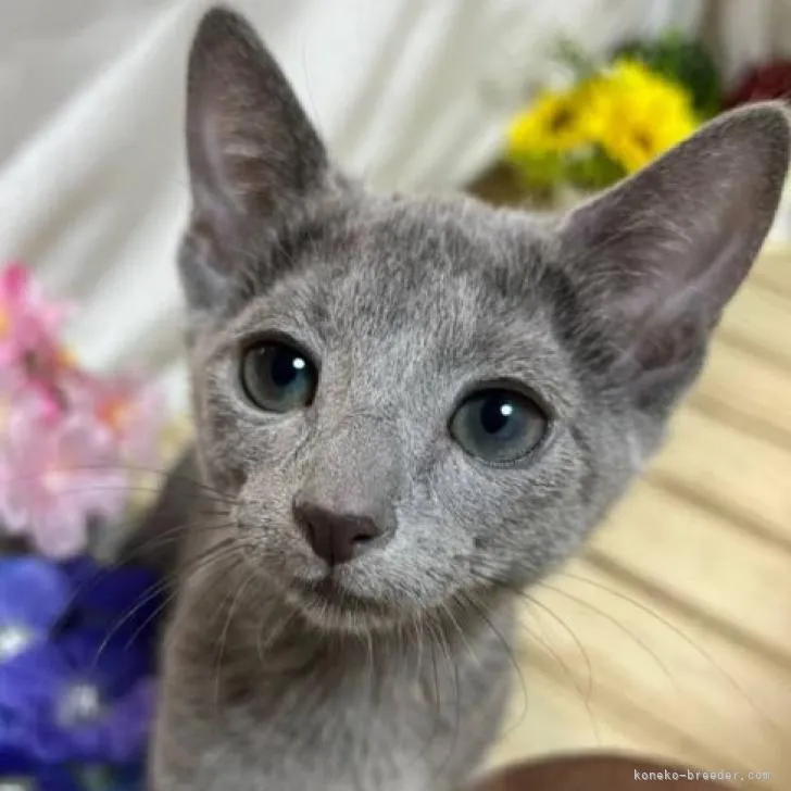 チョコつぶら 様のお迎えした子猫