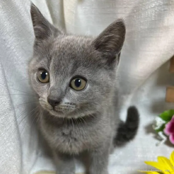 hana 様のお迎えした子猫