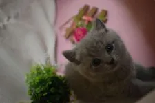 シャルトリュー【山口県・女の子・2019年12月6日・】の写真1「１／７撮影」
