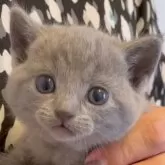 シャルトリュー【山口県・女の子・2024年7月11日・ブルー】の写真1「💛😻とっても可愛いです💝」