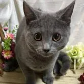 シャルトリュー【山口県・男の子・2022年5月16日・ブルー】の写真1「R4年8/26撮影💝」