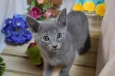 ロシアンブルー【山口県・男の子・2022年3月14日・ブルー】の写真2「5/13撮影😸」
