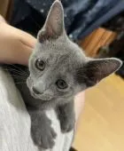 ロシアンブルー【山口県・男の子・2022年3月14日・ブルー】の写真2「5/27撮影💝 超かまって君😸」