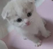 スコティッシュフォールド(折れ耳)【山口県・男の子・2022年2月9日・】の写真2「3/10撮影💛😻　とっても可愛い～💝」