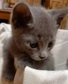 ロシアンブルー【山口県・男の子・2021年4月7日・ブルー】の写真2「Ｒ３年５月２４日 撮影」