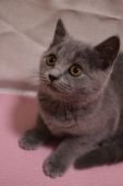 シャルトリュー【・女の子・2020年11月14日・ブルー】「子猫の頃💕　可愛い💝」