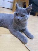 シャルトリュー【・女の子・2021年3月14日・ブルー】「お人形のように整った、美人の、きなこ😸」