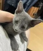 ロシアンブルー【山口県・男の子・2022年3月14日・ブルー】の写真3「5/27撮影💝 超かまって君😸」