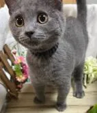 シャルトリュー【山口県・男の子・2022年5月16日・ブルー】の写真4「R4年8/26撮影💝」