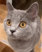 シャルトリュー【・女の子・2020年11月14日・ブルー】「美人さんで、可愛い💝」