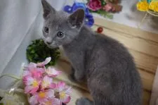 ロシアンブルー【山口県・男の子・2022年3月14日・ブルー】の写真5「5/13撮影😸」