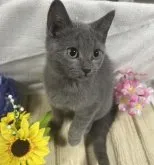 シャルトリュー【山口県・女の子・2023年6月8日・ブルー】の写真5「10/1撮影💛😻　とっても可愛い～💝」