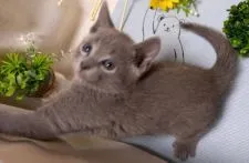 ロシアンブルー【山口県・男の子・2021年4月7日・ブルー】の写真5「Ｒ３年５月２４日 撮影」