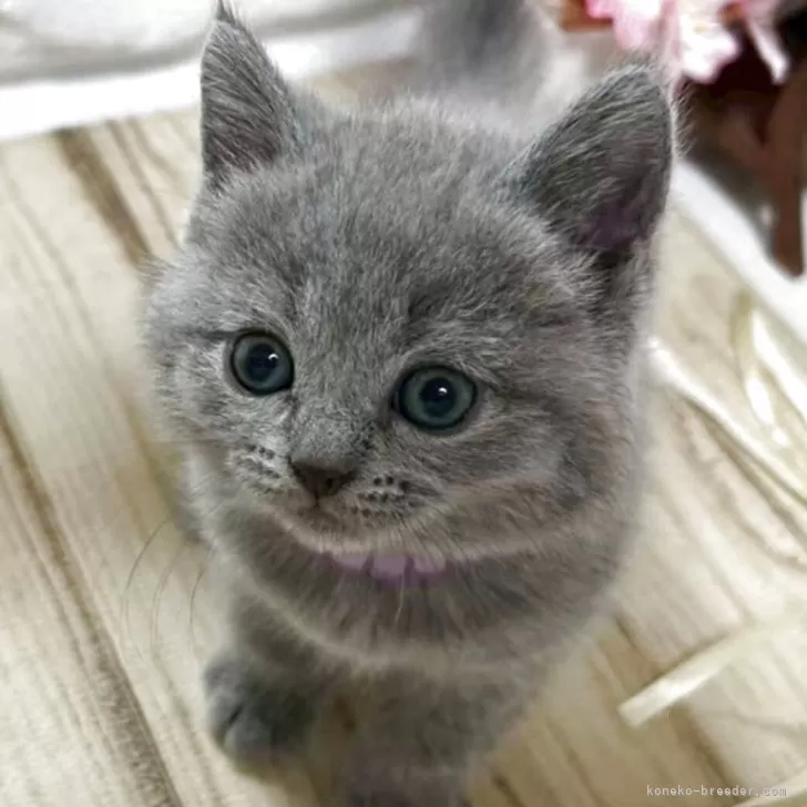 T.N 様のお迎えした子猫