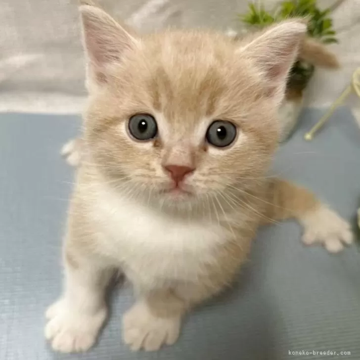ID：2505-02169の子猫