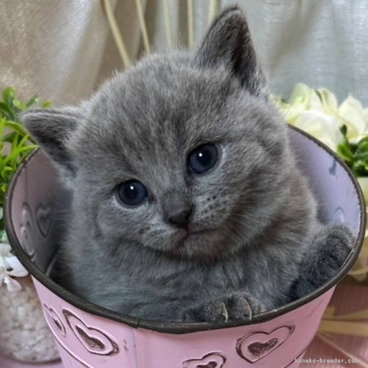 ハーマン　ネコ　シャルトリュー　ブルーグレー　猫　ぬいぐるみ　ドイツ 人気 ハーマン ネコ シャルトリュー ブルーグレー 猫 ぬいぐるみ