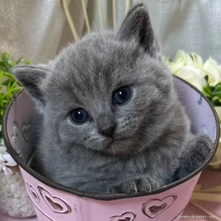 ID：2412-02010の子猫