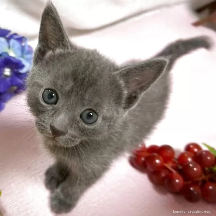 ID：2506-03439の子猫