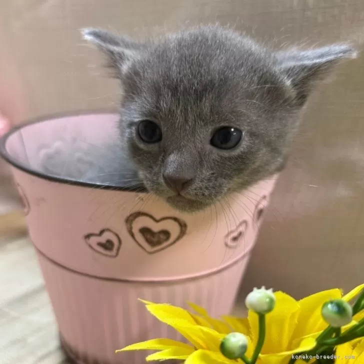 ID：2412-02562の子猫