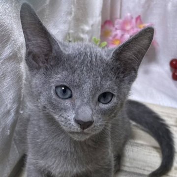 ロシアンブルー【山口県・男の子・2024年4月23日・ブルー】の写真「😻りりしいけど、とっても甘えっ子の男の子です💘」