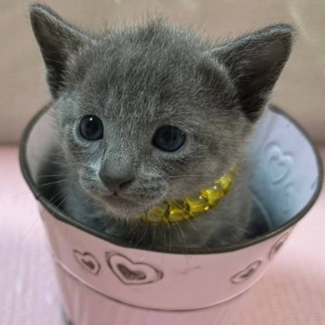 ロシアンブルー【山口県・女の子・2024年10月19日・ブルー】の写真「超かまってちゃんで💕人なつっこく可愛い子です😻」