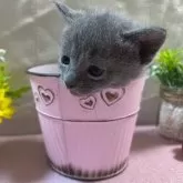 ロシアンブルー【山口県・女の子・2024年10月19日・ブルー】の写真1「超かまってちゃんで💕人なつっこく可愛い子です😻」