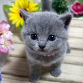 シャルトリュー