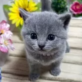 シャルトリュー