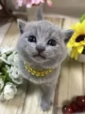 シャルトリュー【山口県・男の子・2024年10月24日・ブルー】の写真7「コグマのように、とっても可愛い男の子です💛💝😻」
