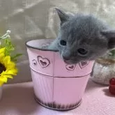 ロシアンブルー【山口県・女の子・2024年10月19日・ブルー】の写真2「超かまってちゃんで💕人なつっこく可愛い子です😻」