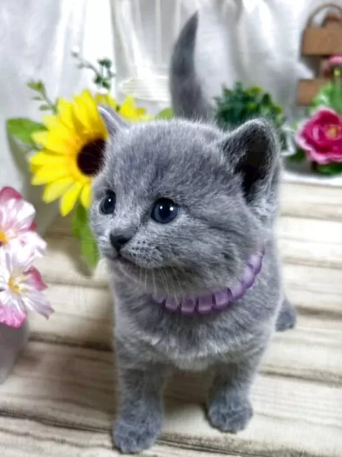 シャルトリュー【山口県・女の子・2025年3月5日・ブルー】💕抱っこが