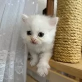 マンチカン(長足)【長野県・男の子・2024年6月28日・クリームタビー&ホワイト】の写真3